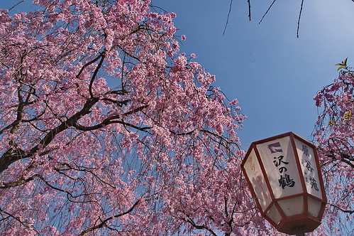 【写真】2013 桜 : 原谷苑（２）/2021-02-05/IMGP9993