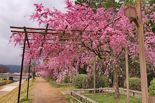【写真】2013 桜 : 半木の道/2021-11-05/IMGP9488