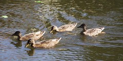 duck flotilla 02