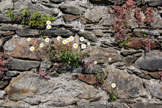 Lago Maggiore Orta flowers in stone wall