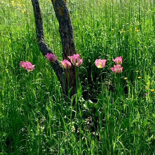 flowers red flower nature spring natur meadow wiese rosa blumen blume frühling tulpen blumenwiesen