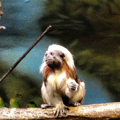 Another little monkey #yyc #primate #zoo #monkey #dayoff