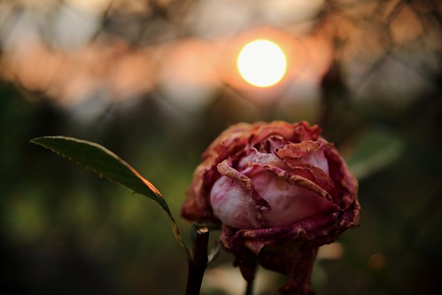 sunset flower rose rosa fiori tramo rtamonto mygearandme vigilantphotographersunite vpu2 vpu3 vpu4 vpu5 vpu6 vpu7