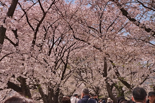 【写真】2013 桜 : 背割堤/2020-03-23/IMGP9664