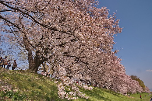 【写真】2013 桜 : 背割堤/2020-03-23/IMGP9703