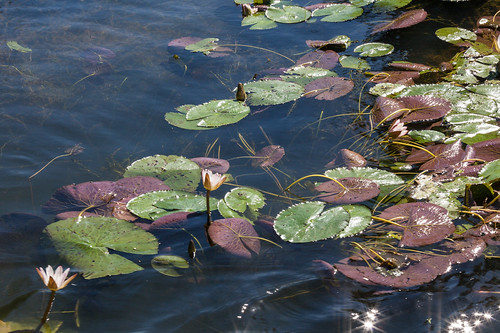 cruise flowers water nationalpark tour australia wetlands kakadu waterlillies yellowwater northernterritory