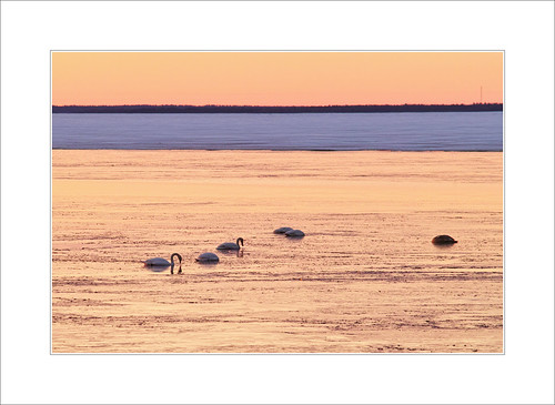 sea morninglight swansunriseopenwaterhailuotoice