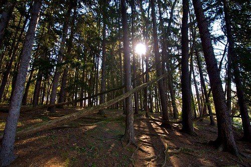 woods solitude pennsylvania nikond90 peterslake