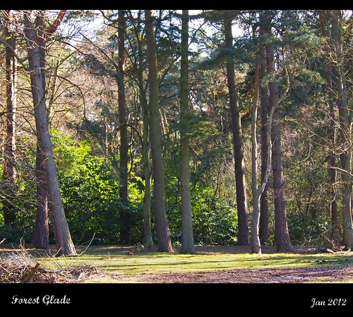 uk trees shadow sunshine forest walk suttoncoldfield westmidlands glade clearing suttonpark scotspine supershot blackrootpool woofyouawardgroup sunrays5
