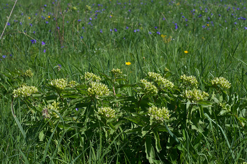 flower green purple apocynaceae milkweed asclepias asclepiasviridis greenantelopehorn
