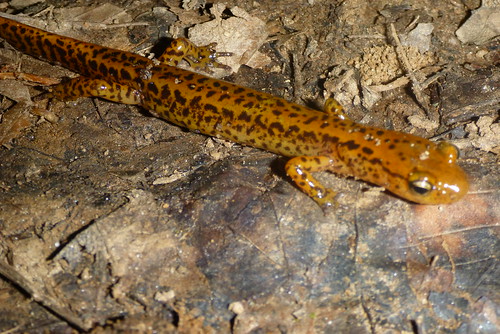 Eurycea Longtail Salamander (2)