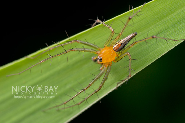 Lynx Spider (Oxyopidae) - DSC_2866