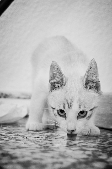 Newman, gatito siamés tabby de ojazos azul cielo esterilizado, nacido en Marzo´15, en adopción. Valencia. ADOPTADO. 17357840333_0eab0cdc50_z