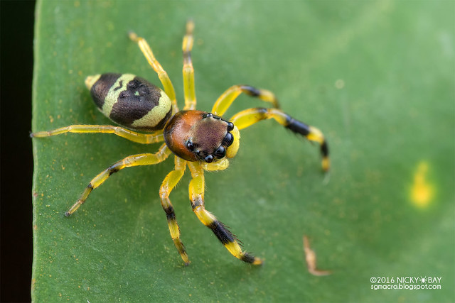 Jumping spider (Thiania sp.) - DSC_2778