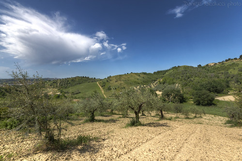 trees summer sky plants nature clouds landscape spring farming relaxing olive hills soil olives oil land vegetation hdr abruzzo chieti sangiovanniteatino sambuceto