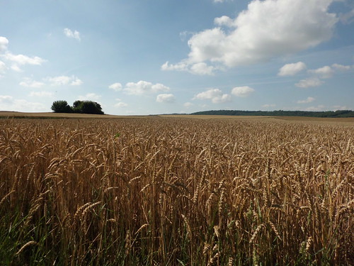 france view wheat fields 2011 l8r