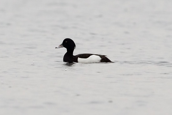 Photograph titled 'Tufted Duck'