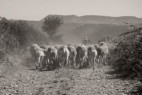 france landscape paysage millau causse berger aveyron brebis causses pastoralisme saintgeorgesdeluzençon