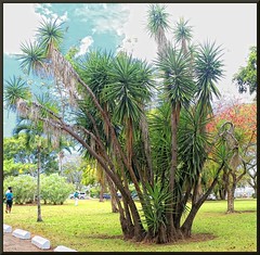 Dominica Botanical Gardens