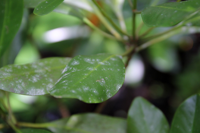 Salt accumulated on a mangrove leaf