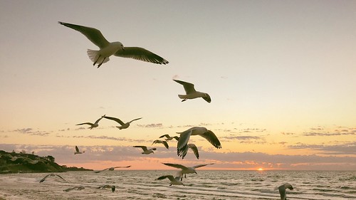 ocean sunset sea sky seagulls beach water australia frankston portphillipbay img0152