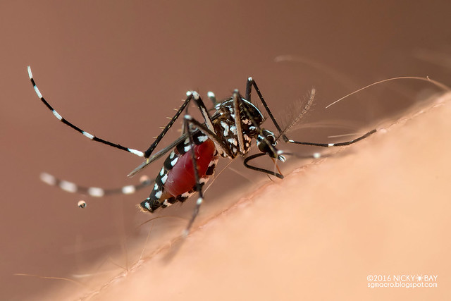 Mosquito (Stegomyia albopicta) - DSC_3809