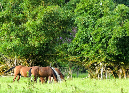 verde natureza sp cavalos sitio fazenda marília