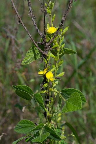 flower yellow vine fabaceae rhynchosia snoutbean rhynchosialatifolia