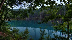 青い池 Blue pond