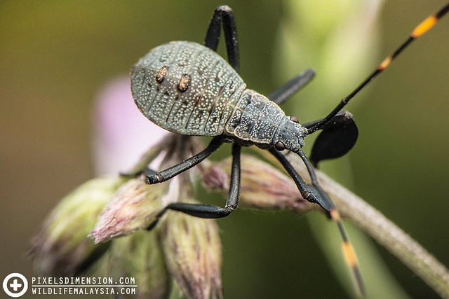Tiny Leaf-footed Bug Nymph
