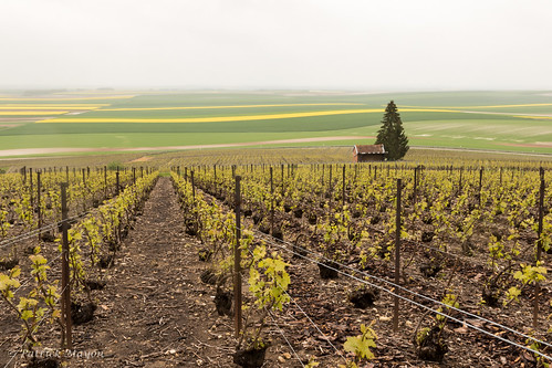 france landscape vineyard spring champagne agriculture paysage vignoble printemps vigne rapeseed colza