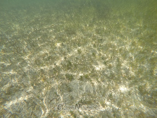 seaweed & corals 0000 Key Biscayne, Miami, Florida, USA