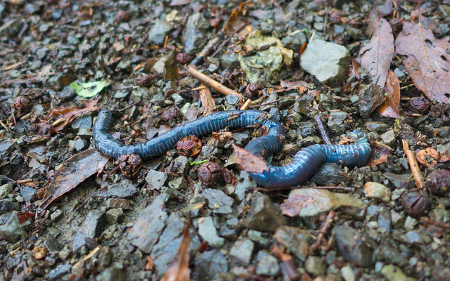 Blue earthworm