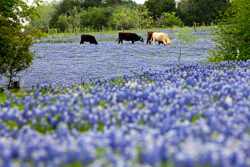 flowers blue flower nature field bristol cow spring texas cows farm tx bluebonnet livestock lupinustexensis canonef70200mmf28lisusm canonextenderef2xii canoneos5dmarkii canon5dmarkii
