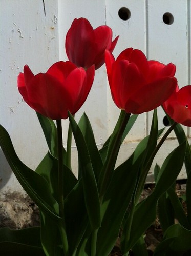 tulip 1