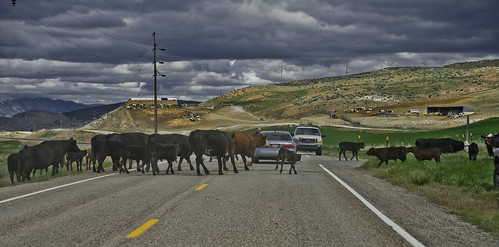 cowboys cattle roadtrip idaho highway91idaho