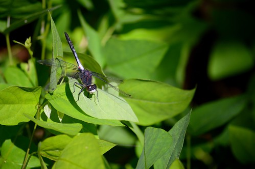 summer minnesota bug leaf dragonfly bugs