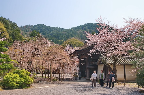 【写真】2013 桜 : 毘沙門堂/2021-03-09/IMGP9937