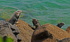 Three iguanas on a rock
