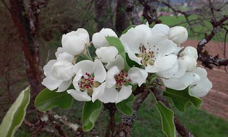 COlours of Spring: White (I)