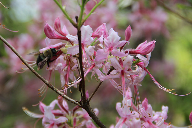 Pollinators were feasting on these azaleas at Fairy Stone State Park Virginia