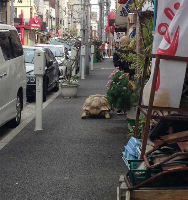 anciano-paseando-tortuga-sulcata-tokio-japon-3