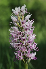 Monkey Orchid - Orchis simia