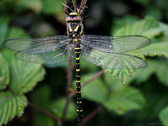  dragonfly