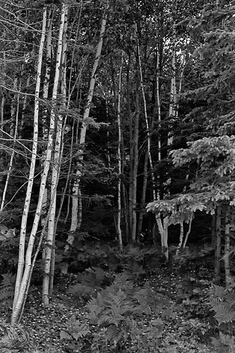 trees canada film village newbrunswick birch ilfordfp4 acadien villagehistoriqueacadien