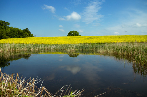 reflection tree heron water yellow germany landscape spring pond north bluesky rape raps canola collinkey