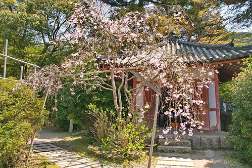 【写真】2013 桜 : 毘沙門堂/2021-03-09/IMGP9924