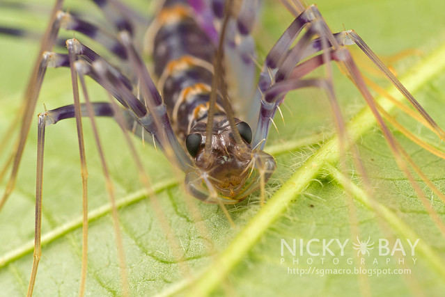 House Centipede (Scutigeridae) - DSC_0200