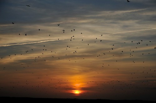 sunset sky bird animals texas magic goldenhour matagorda