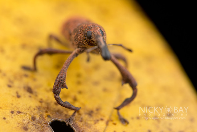 Weevil (Curculionidae) - DSC_3004